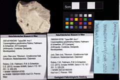 Foto (Objket + Etiketten) von Cracensigillatus gracilirostrus (Robins, Feldmann & Schweitzer, 2013) 